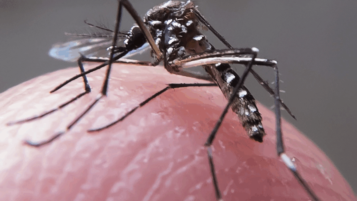 Paraíba registra queda nos casos de dengue, em 2025